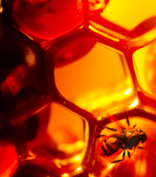 BURMITE HONEY (SAMPLE)