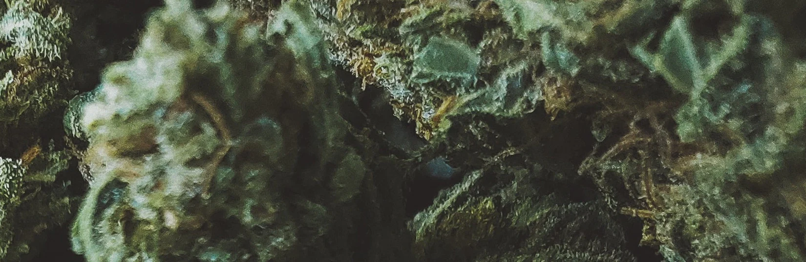 GANJA KASTURI (SAMPLE)