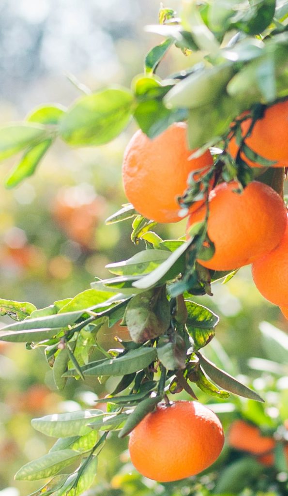 LIGHTS UPON ORANGE TREE (SAMPLE)