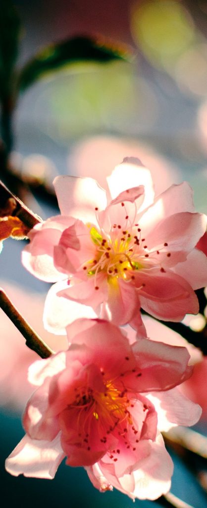 SUMMER PEACHES BY THE TEA ROOM (SAMPLE)