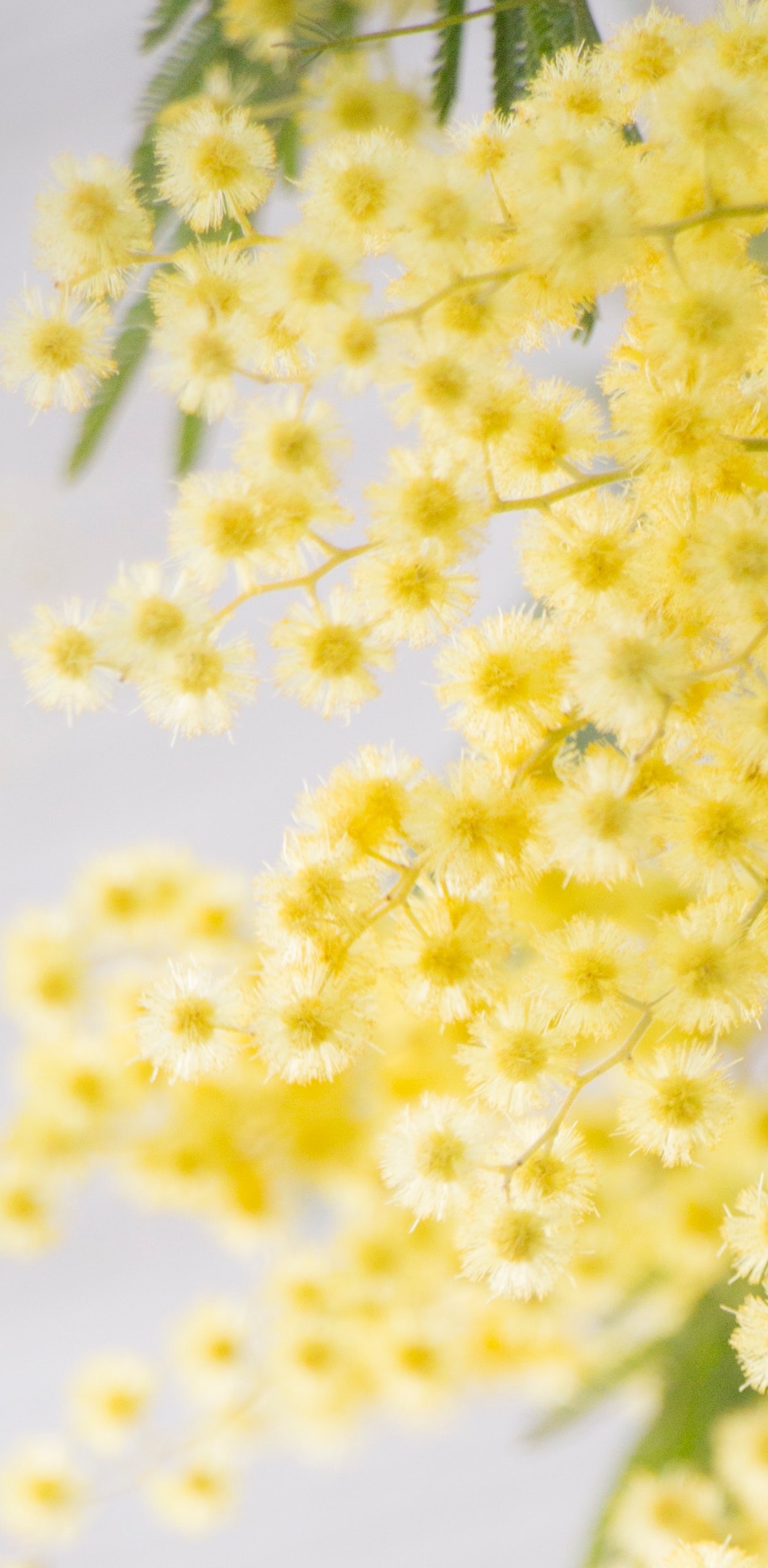 A SORTA FAIRYTALE IN HYDE PARK (SAMPLE)