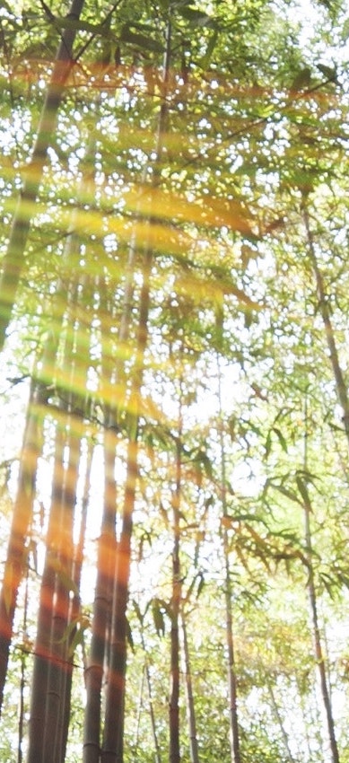 SPRING AMBIENCE (SAMPLE)