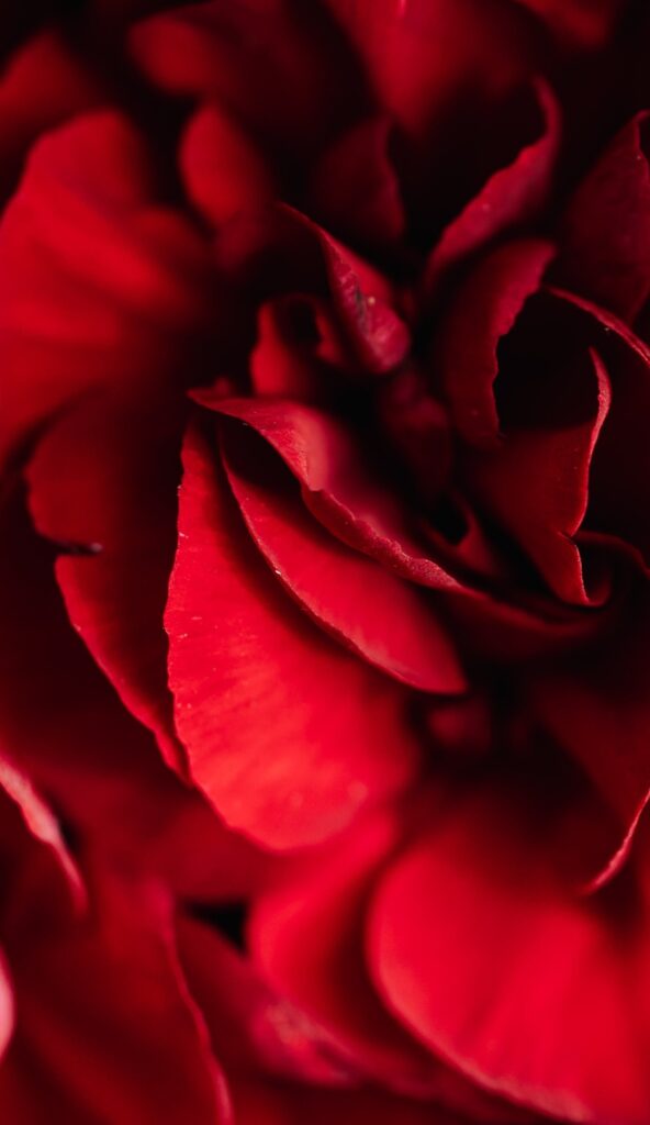 ROSA RAIMUNDA (SAMPLE)