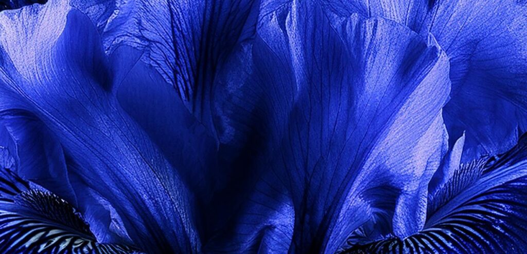 INDIGO NIGHT (SAMPLE)