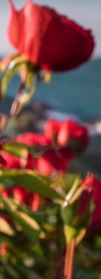 CORNWALL ROSE (SAMPLE)